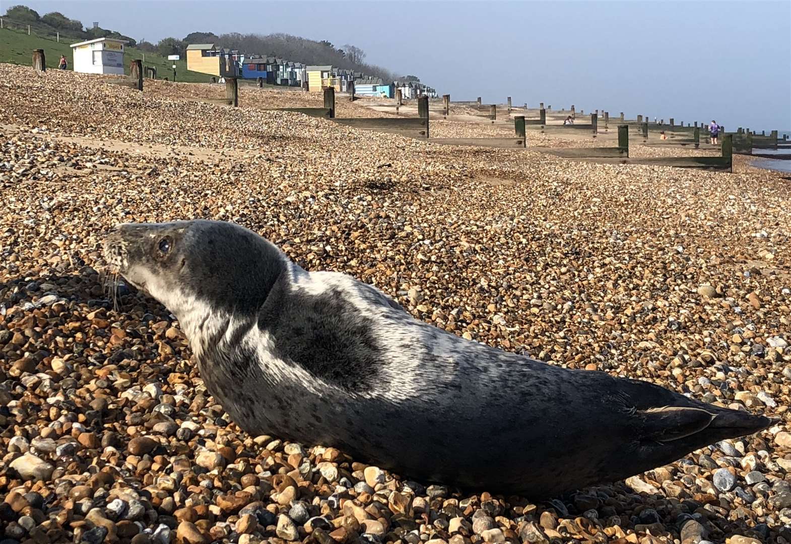 The seal was found on Tankerton beach. Picture: Mark Newby