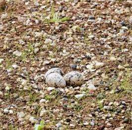 The oystercatcher eggs camouflaged in the grounds of the car park on Sheppey.