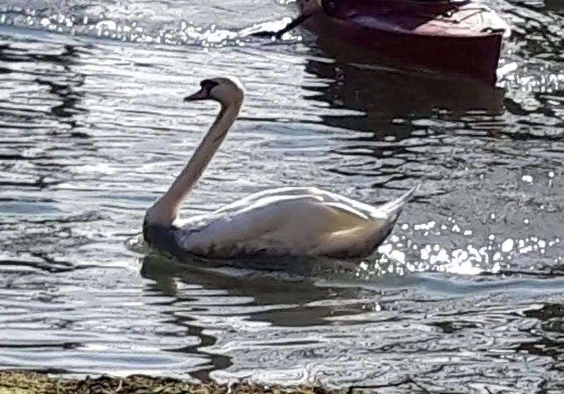 A swan swimming and covered in oil. Picture: Molly Freeman