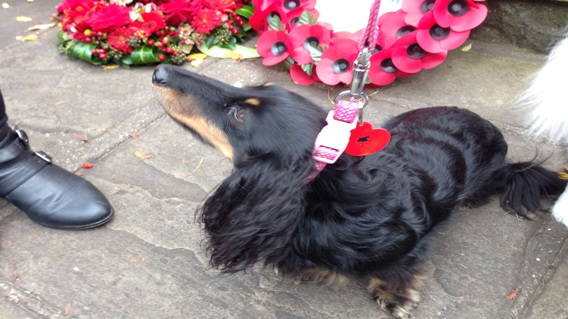 Layla the sausage dog pays her respects in Sandwich
