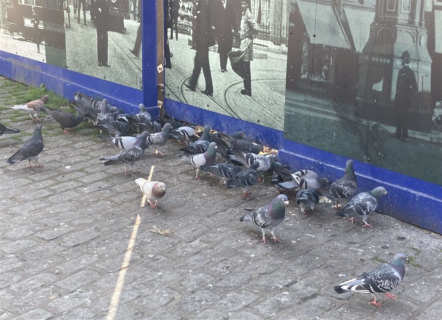 Pigeons tucking into tasty crumbs in Sheerness