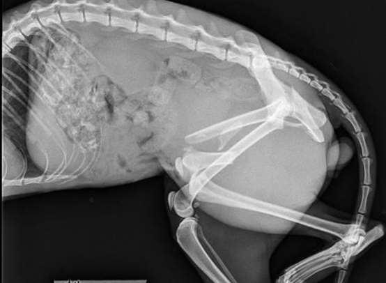 This X-ray shows how badly Steve Austin the cat was injured
