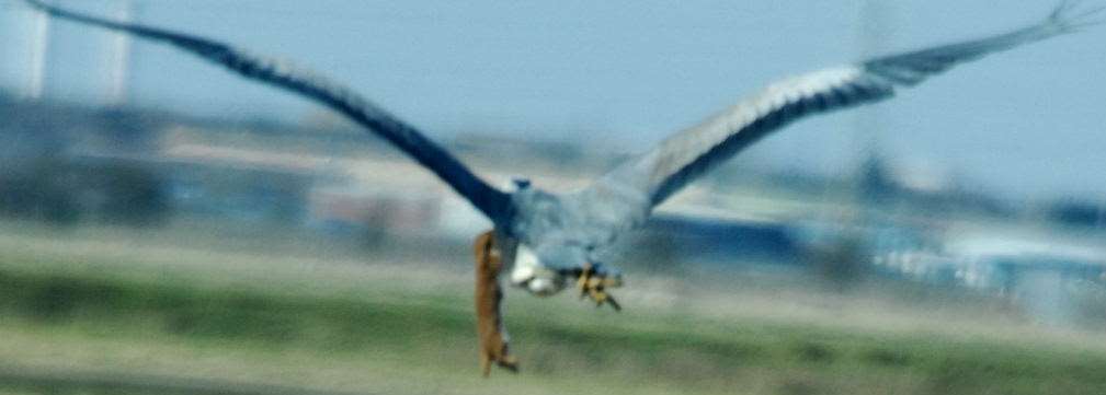 Before the heron takes to the air with the weasel in its mouth. Picture: Jonathan Forgham