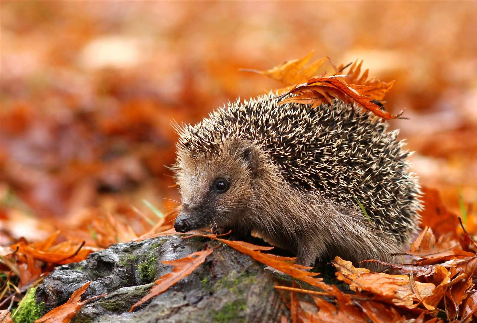 Hedgehogs, looking for food ahead of hibernation, should not eat pumpkin. Image: Stock photo.