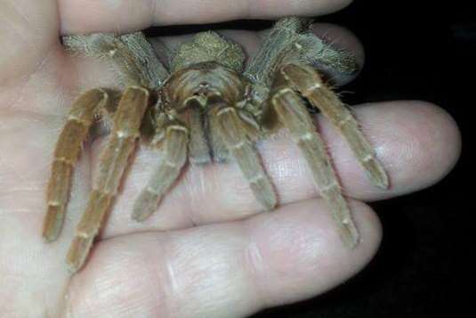 The large spider was found scuttling about outside the couple's bedroom.