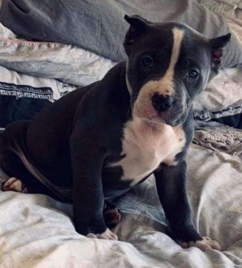 A nine-week-old American Bully was stolen from the Minster address. Picture: Kent Police