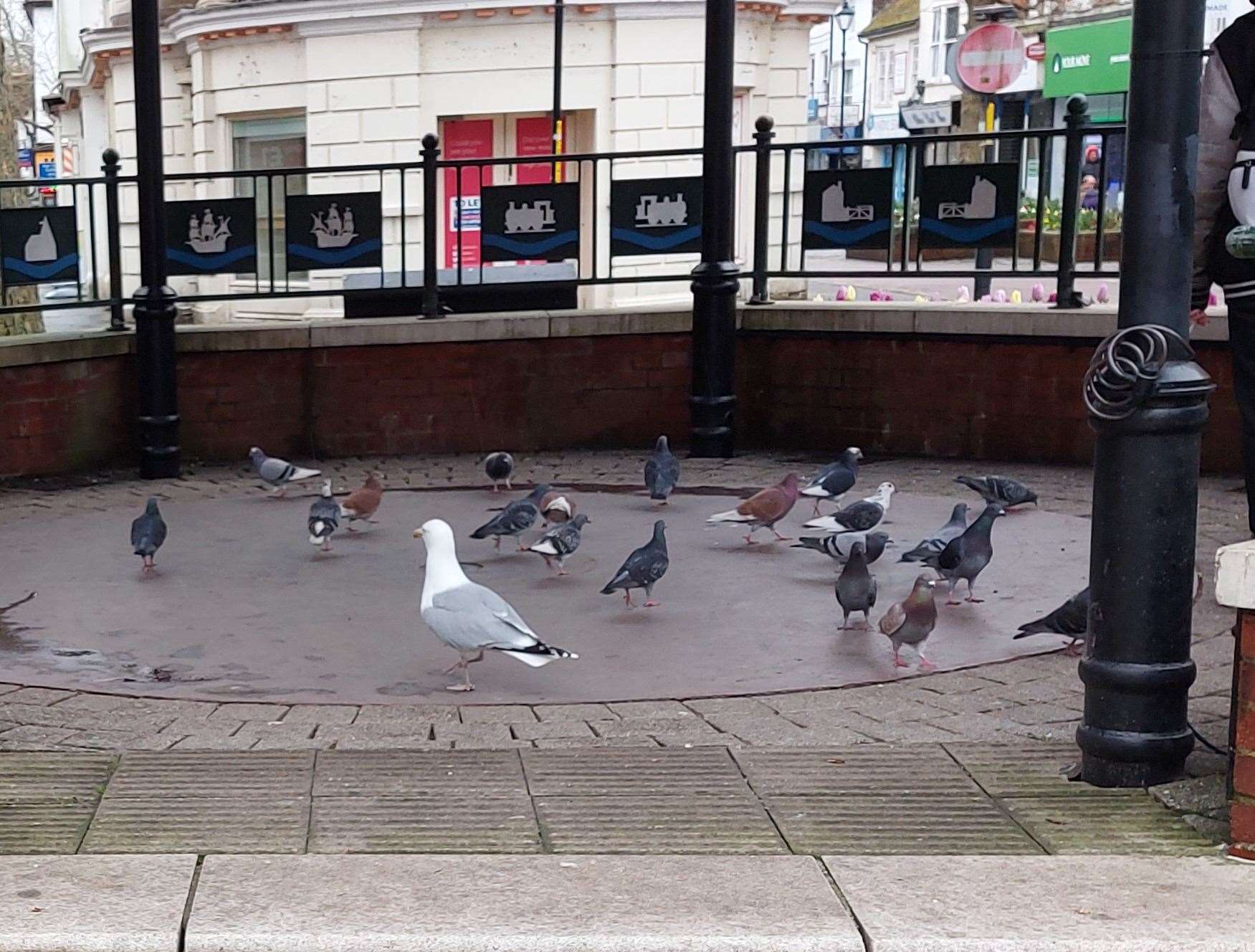 Pigeons and a seagull on the bandstand on Monday afternoon
