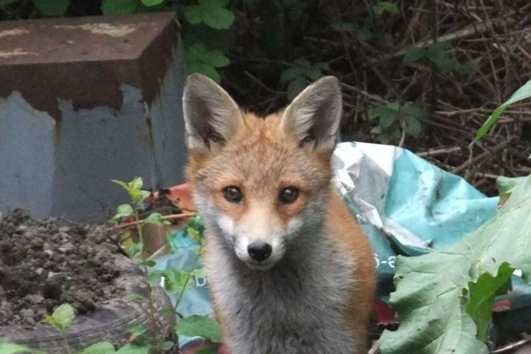 Foxes used to live in the area