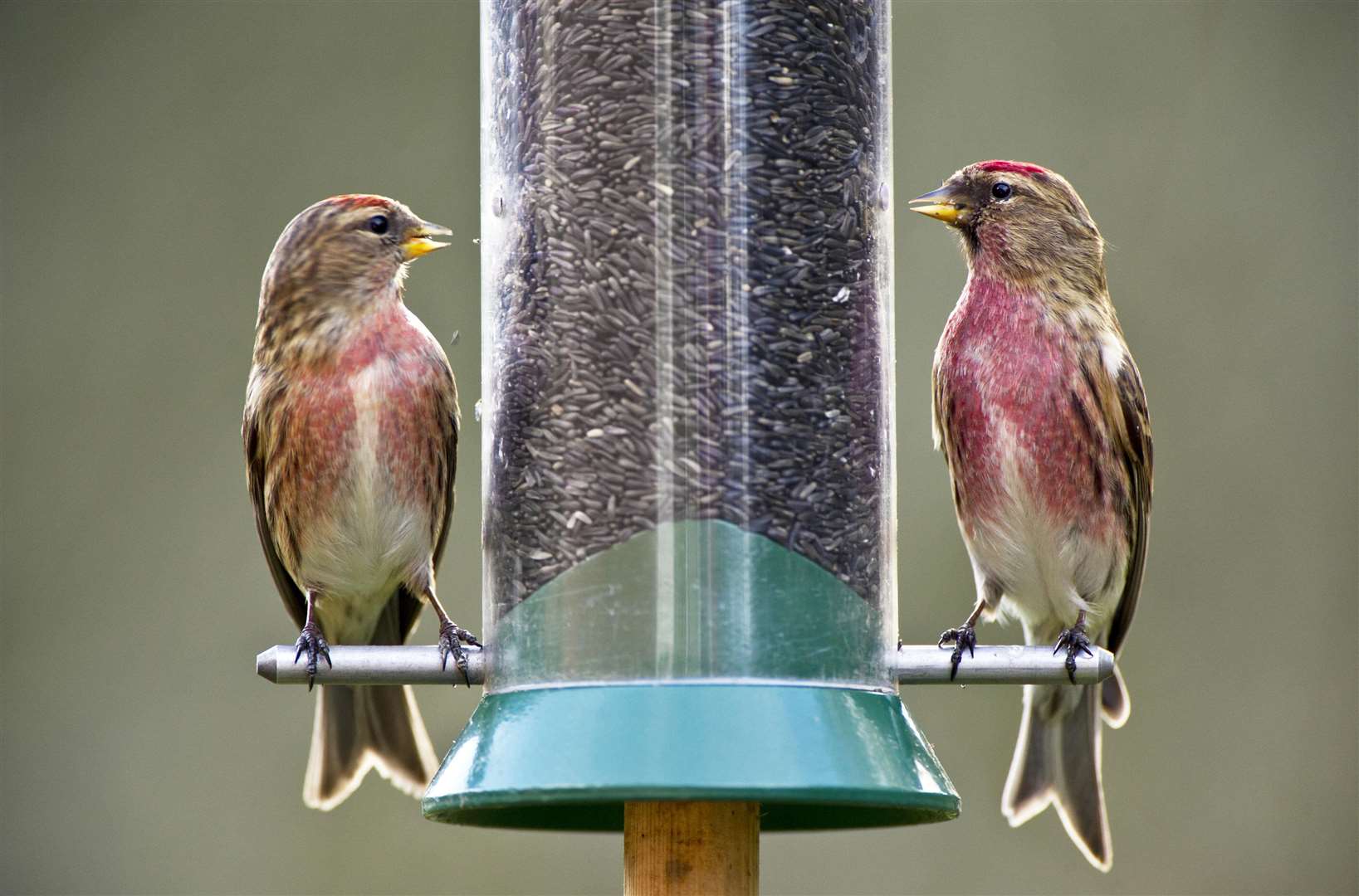 Will you spot any redpolls this weekend? Picture: Richard Packwood/rspb-images.com/PA.