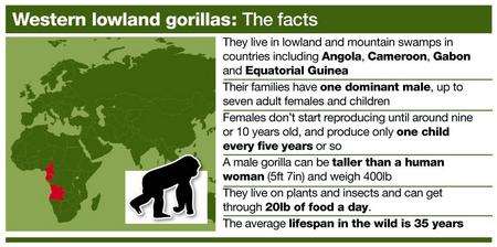 Gorilla factfile