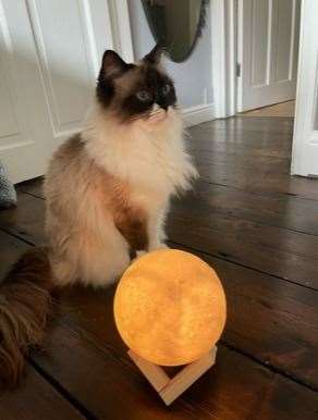 Bluebell is a two-year-old ragdoll cat