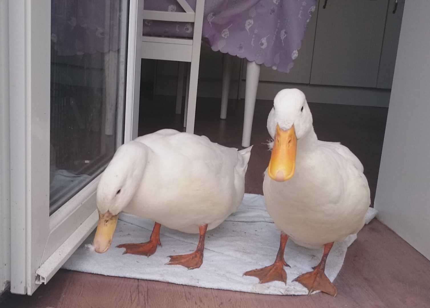 Linda is appealing for information to track down who killed her pet ducks
