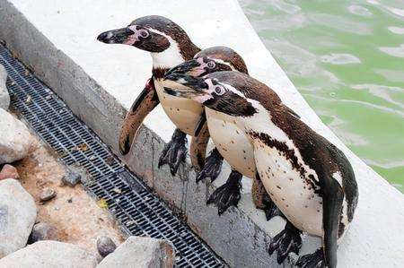 The penguins at Wingham Wildlife Park