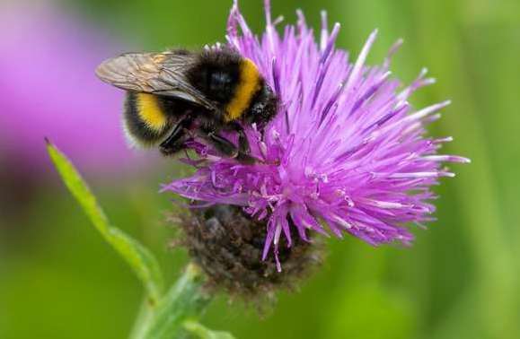 The county project won an award for its strategy to promote pollinators. Picture: iStock