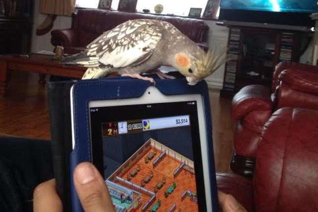 Curious cockatiel Ghugi stares at an iPad at home in Strood