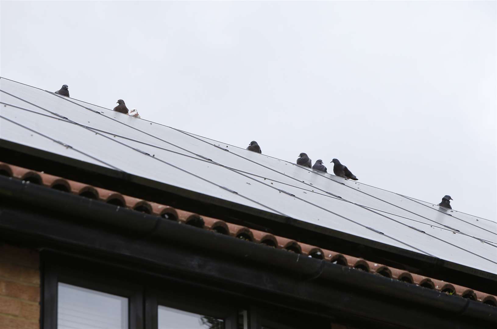 Residents say pigeons have started nesting on the houses after trees were taken down