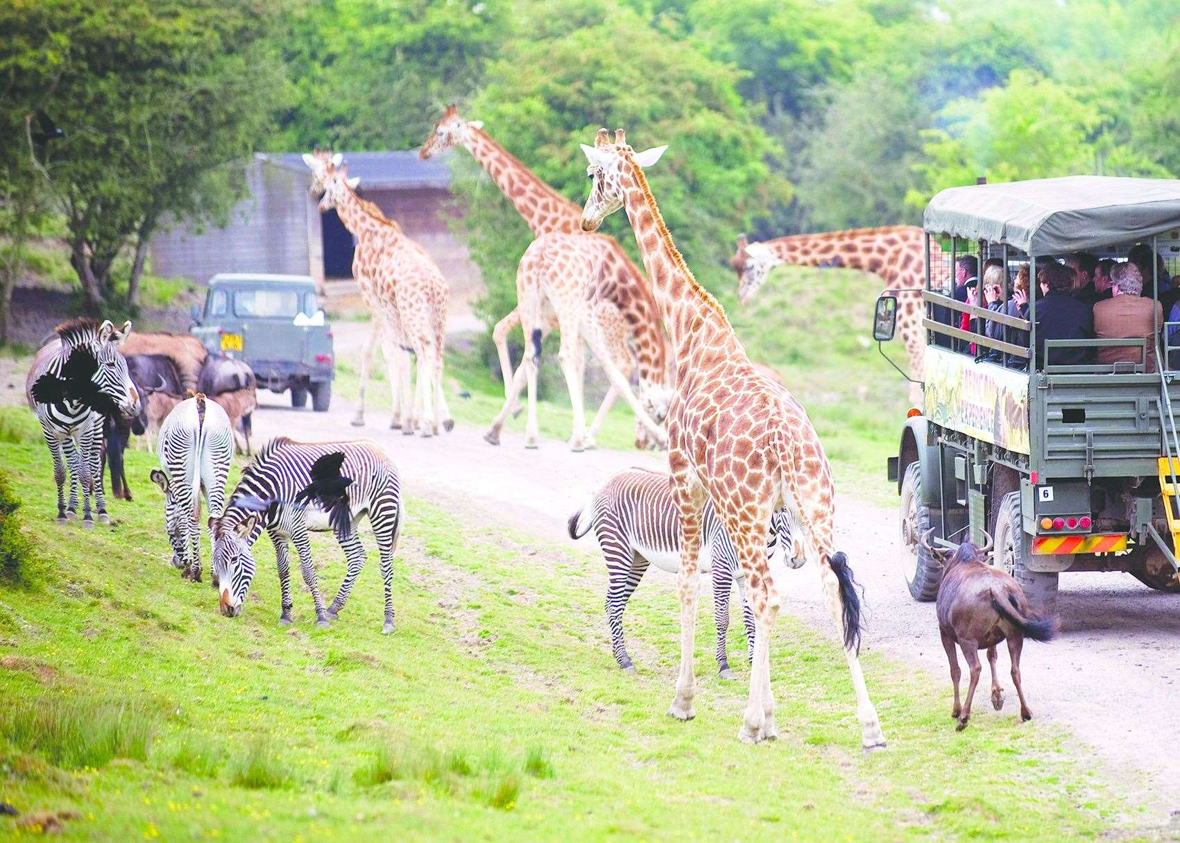 Get up close and personal to the animals before taking a jubilee-themed afternoon tea. Picture: Port Lympne Reserve