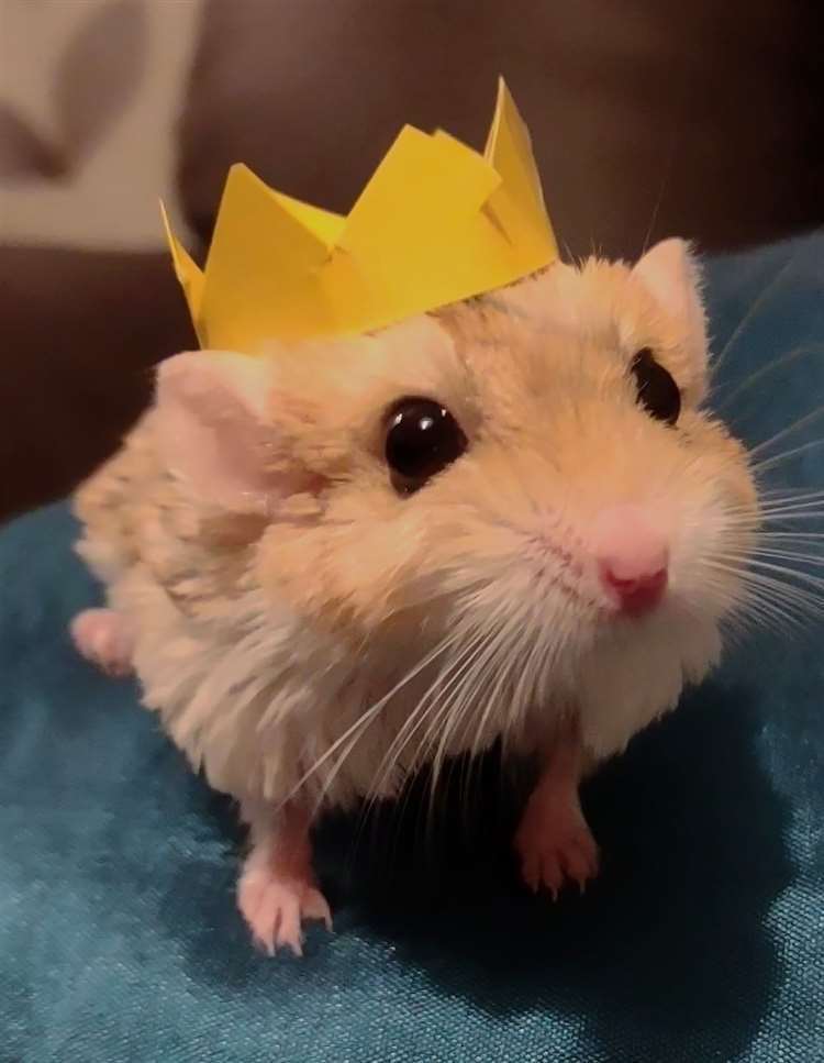 Poppy with her little crown