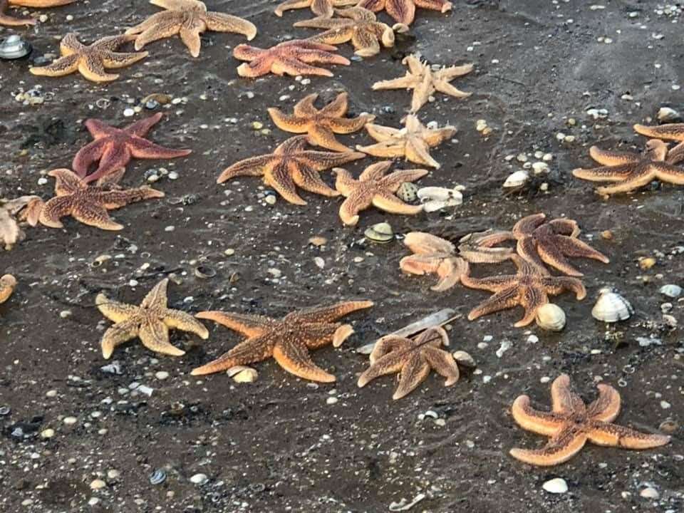 Starfish washed up on the beach at Leysdown. Picture: Terry Hanlon (8197746)