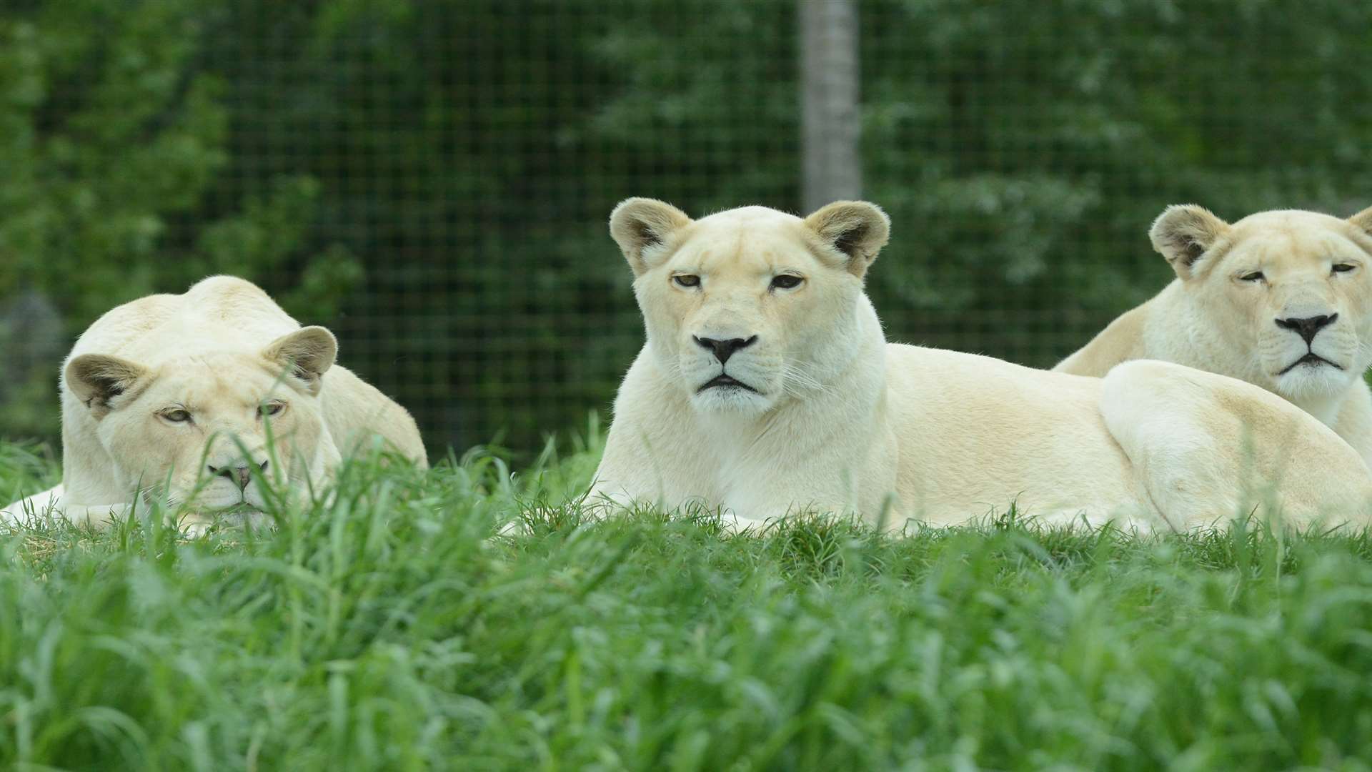The Big Cat Sanctuary is up for animal charity of the year