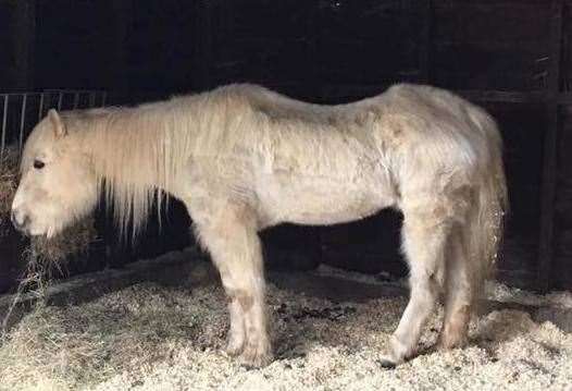 The horses have now been seen by a vet. Picture: The Neglected Horses of Ashford