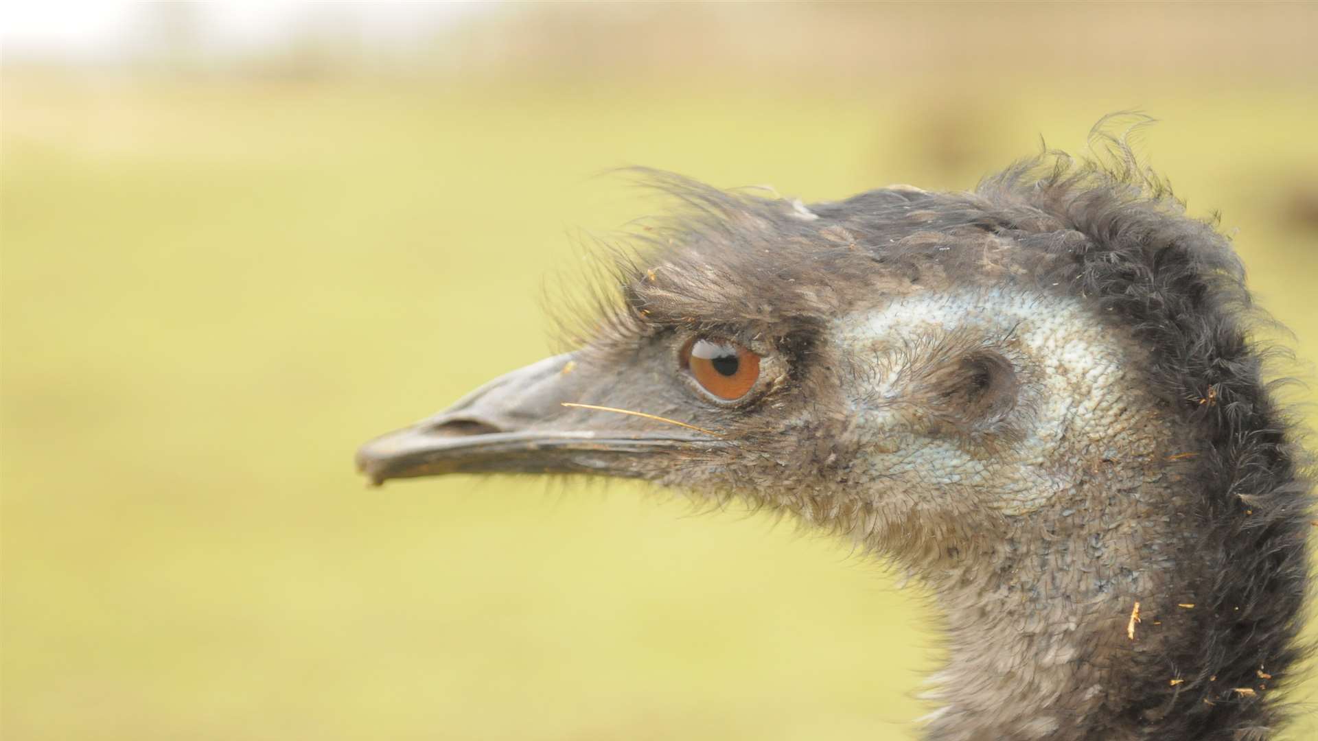 An emu. Picture: Steve Crispe