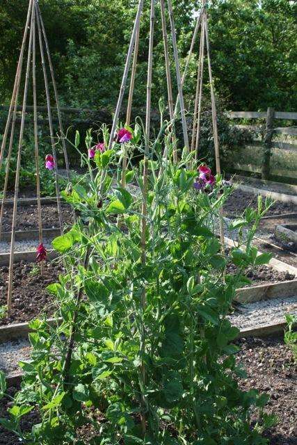 Sowing sweet peas under glass now is a great idea