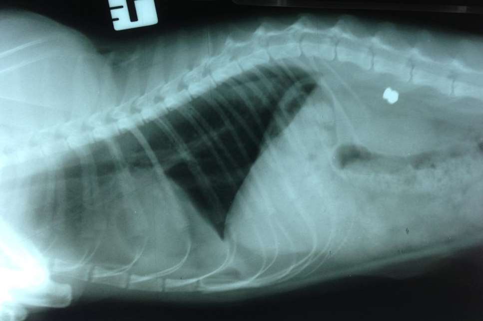 An x-ray of the air rifle pellet lodged in Casper’s chest, narrowly missing his vital organs