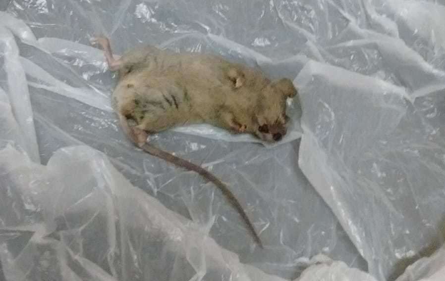 A dead mouse in Laura's home