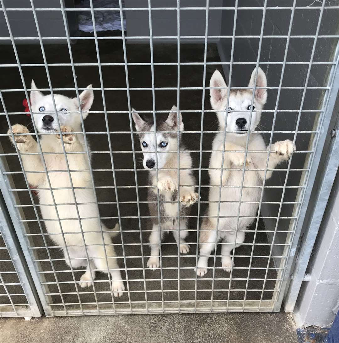 The husky puppies were found abandoned in their own filth