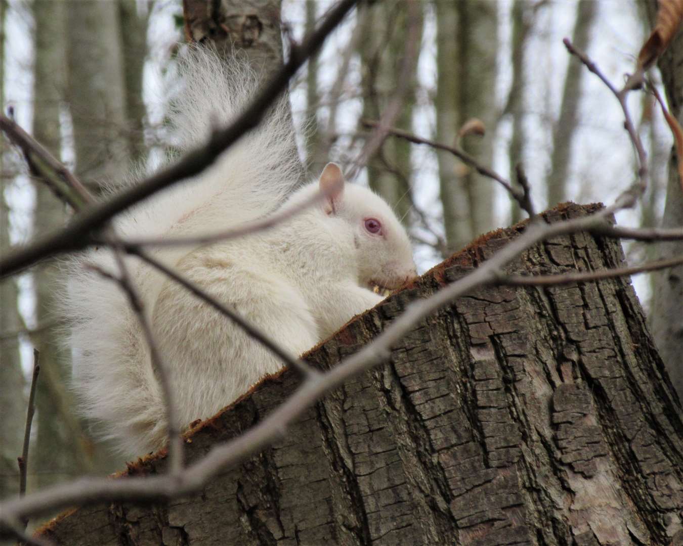 Albino squirrel in Penenden Heath