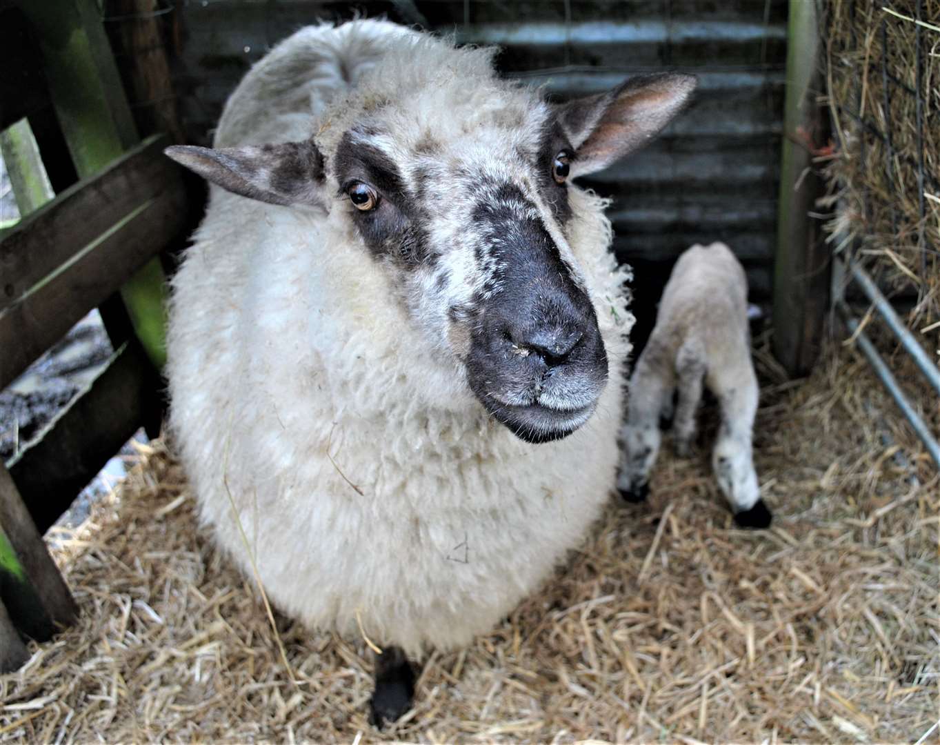Veronica the sheep with her newborn lamb, still bears the scars of her ordeal