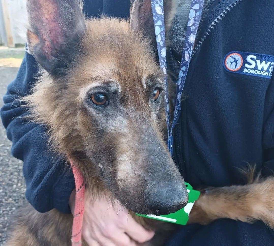 The seven-year-old is "an absolute sweetheart". Picture: Swale Borough Council Stray Dog Service