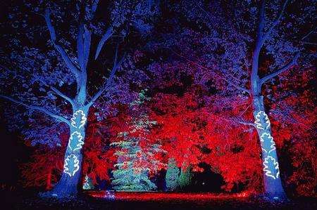 The Electric Forest at Bedgebury Pinetum, near Goudhurst
