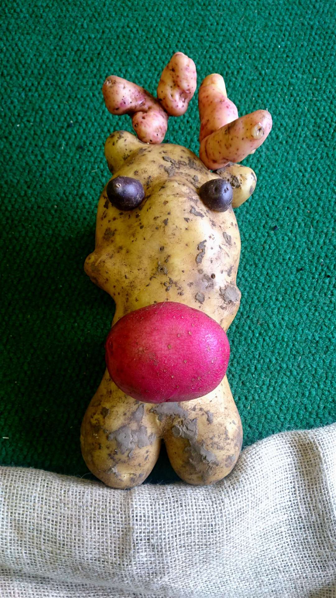 Ruldolph the red-nosed potato