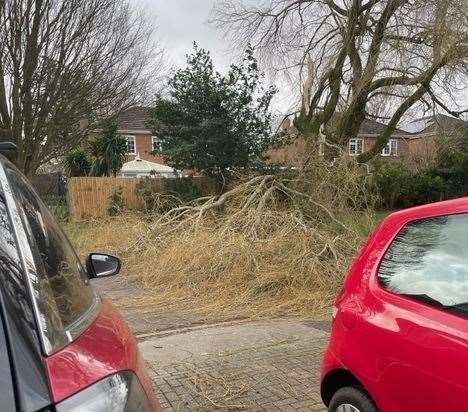 A willow tree has snapped in half in Mountfield Close, Gravesend due to Storm Eunice. Picture: Caroline Moody