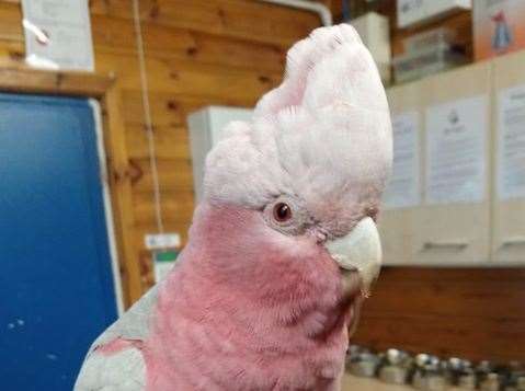 Boo the cockatoo was stolen from a van in the car park of the Holiday Inn in Maidstone Road, Chatham