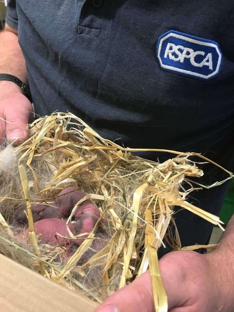 These baby rabbits were left to fend for themselves Picture: RSPCA