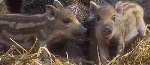 Boar piglets like these can be left to starve if hunters indiscriminately kill sows. Picture: Wildwood Trust