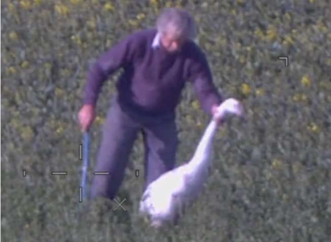 David Thompson in the field with one of the swans. Picture: HM Coastguard/RSPCA