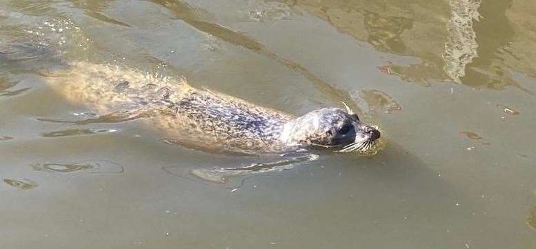Bradley the seal makes their way through Allington Lock near Maidstone to enter the tidal section of the River Medway. Picture: Environment Agency