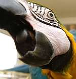 A macaw. Library image