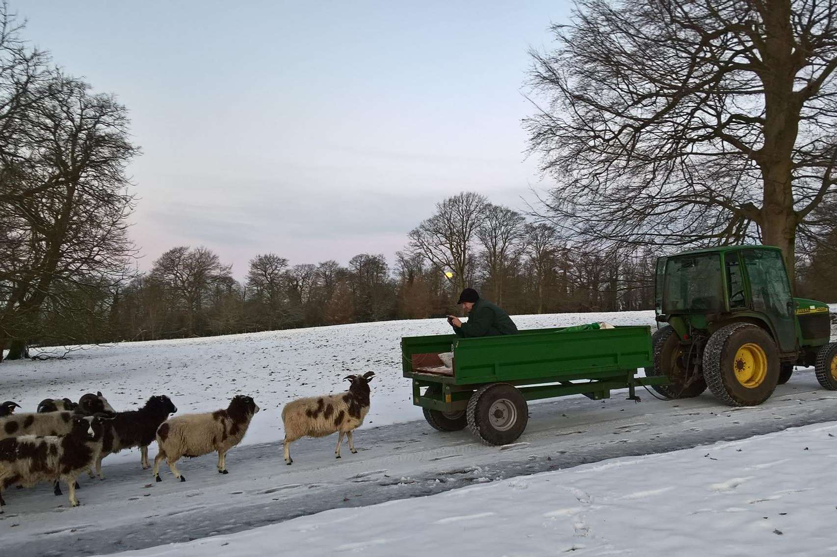 Sheep stop for a photo at Linton Park. Picture by Martin Gadd