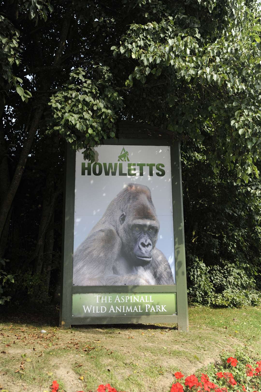 Howletts Wild Animal Park is in Bekesbourne, Canterbury. Picture: Tony Flashman
