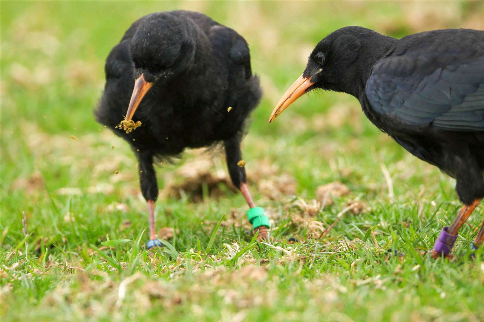 The red-billed chough is a rare member of the crow family. Pictures: Kent Wildlife Trust