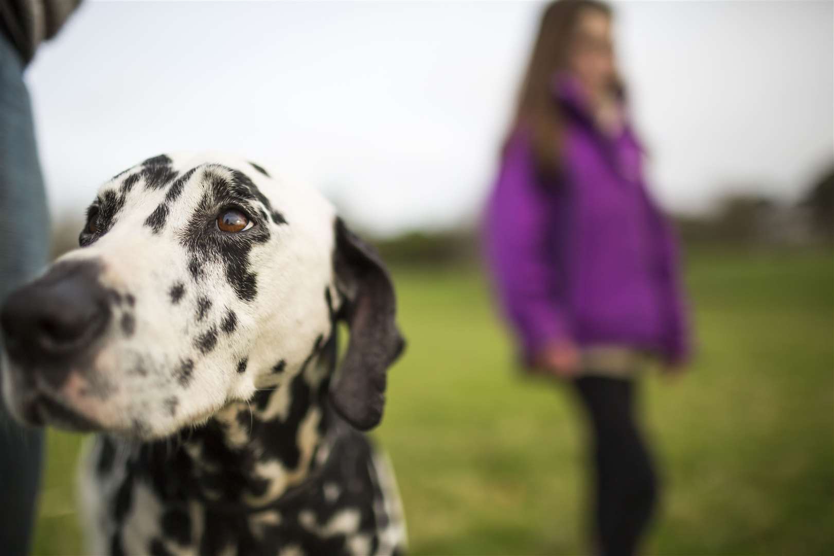 The National Trust has lots of good dog walks Picture: National Trust/Chris Lacey