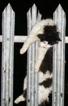 Hanged cat, RSPCA picture
