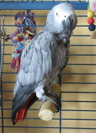 Charlie, the 10-year-old African grey, whose wolf whistling led to a visit from police. Picture: Dan Irwin