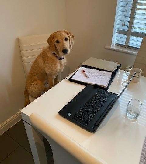 Kiki working from home today. Picture: Paul Stirman