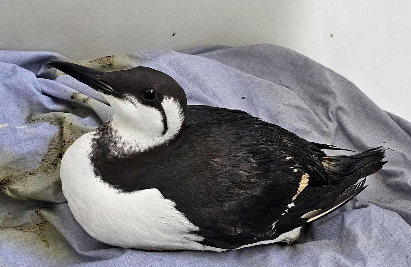 One of the poor birds rescued along the coast of Kent and East Sussex. Picture: RSPCA Mallydams